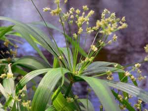 Cyperus