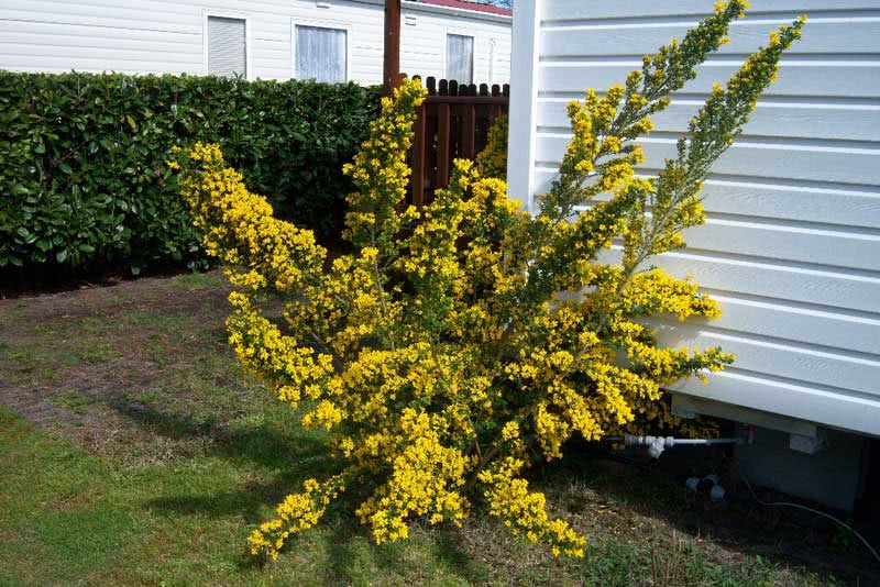 Cytisus racemosus / מטאטא Cytisus racemosus / מטאטא