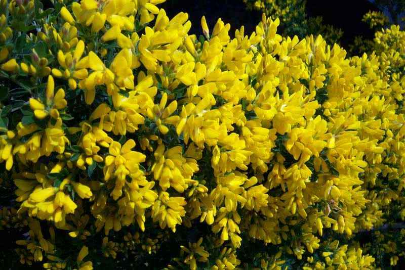 Cytisus racemosus / מטאטא Cytisus racemosus / מטאטא
