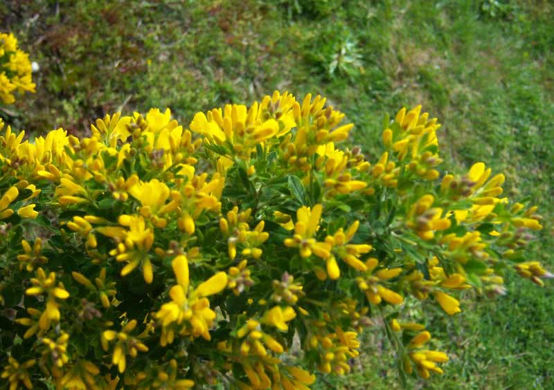 Cytisus racemosus / מטאטא Cytisus racemosus / מטאטא