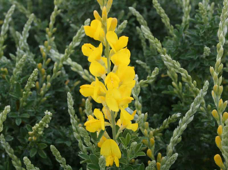 Cytisus racemosus / מטאטא Cytisus racemosus / מטאטא
