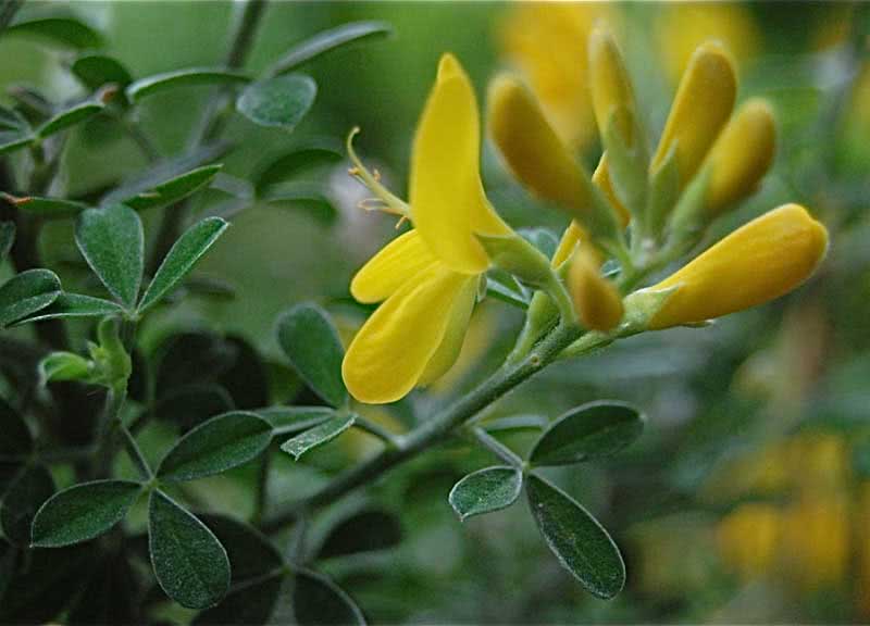 Cytisus racemosus / מטאטא Cytisus racemosus / מטאטא