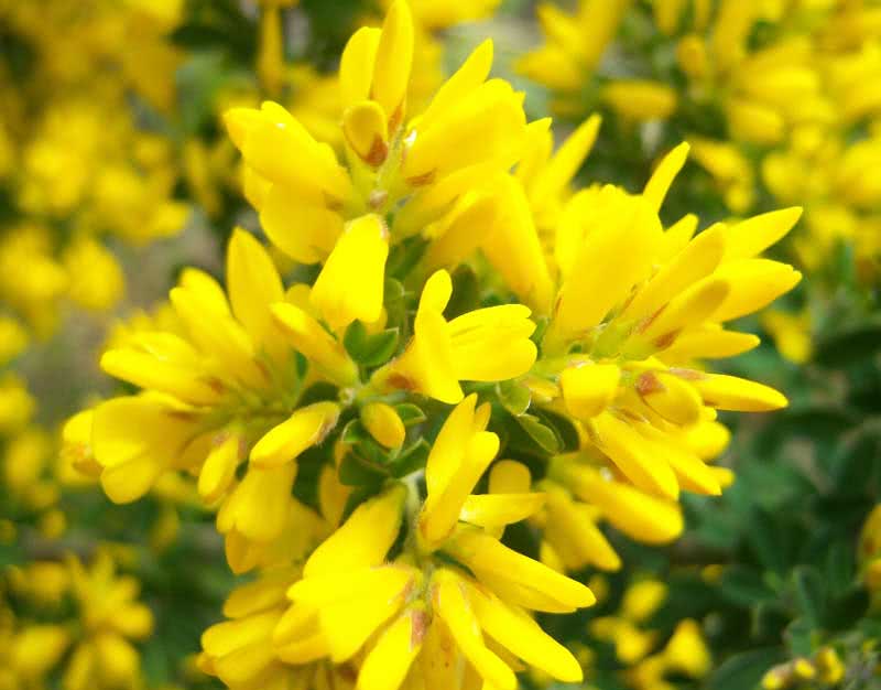 Cytisus racemosus / מטאטא Cytisus racemosus / מטאטא