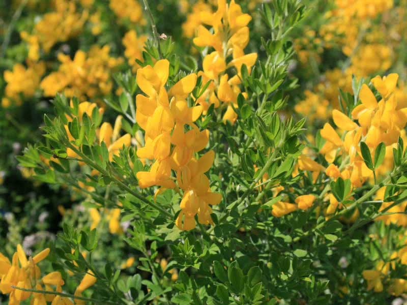 Cytisus racemosus / מטאטא Cytisus racemosus / מטאטא