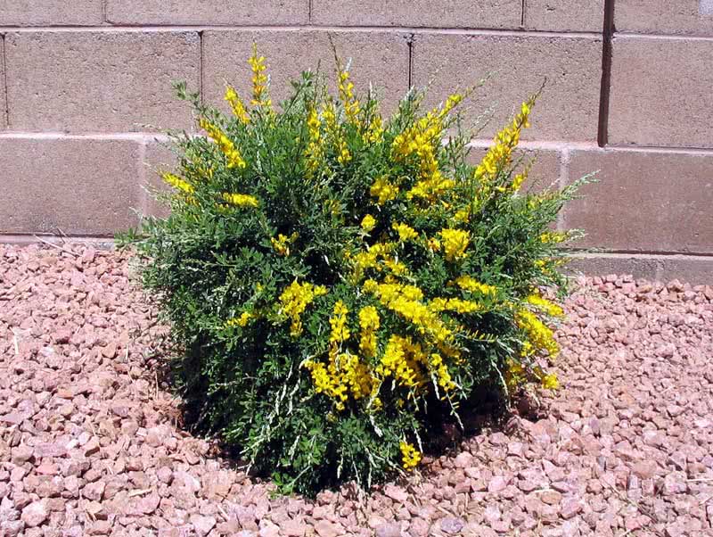 Cytisus racemosus / מטאטא Cytisus racemosus / מטאטא
