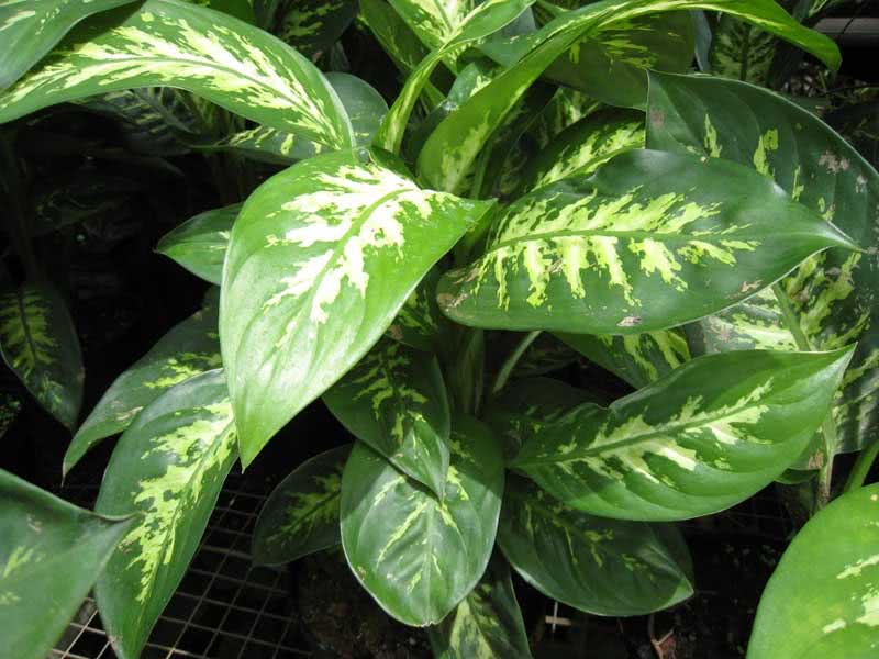 Dieffenbachia maculata (picta) / Dieffenbachia pjegava