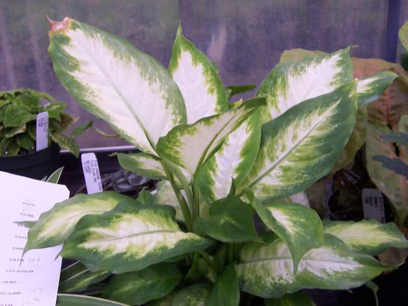 Dieffenbachia picta (maculata) / Dieffenbachia uočena