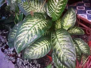 Dieffenbachia