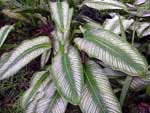 Dieffenbachia