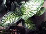 Dieffenbachia