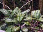 Dieffenbachia