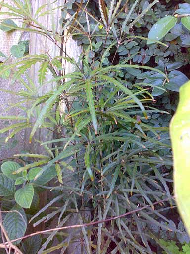Dizygotheca elegantissima / Dizygotheca אלגנטי Dizygotheca elegantissima / דיזיגוטקה אלגנטי