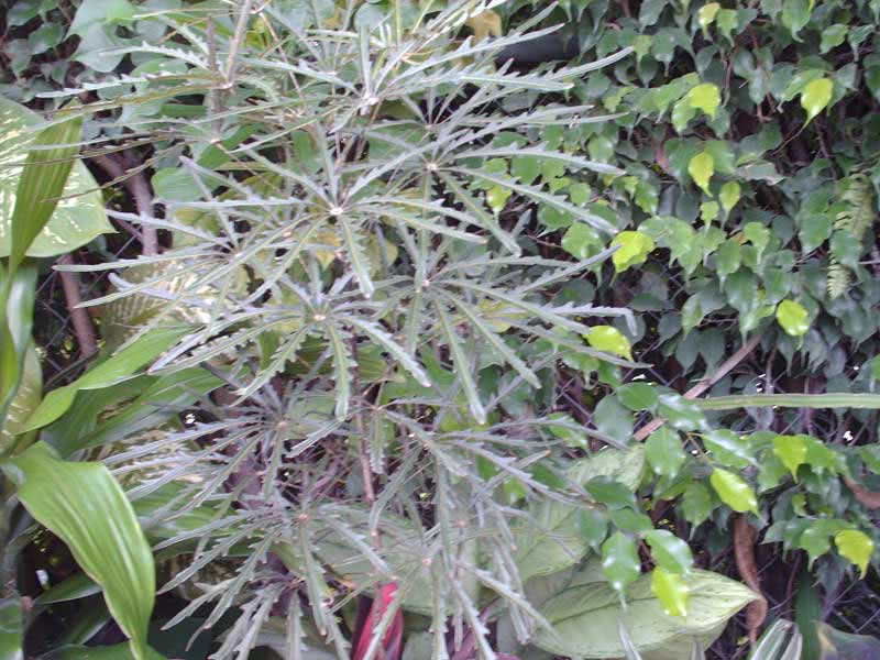 Dizygotheca elegantissima / Dizygotheca אלגנטי Dizygotheca elegantissima / דיזיגוטקה אלגנטי