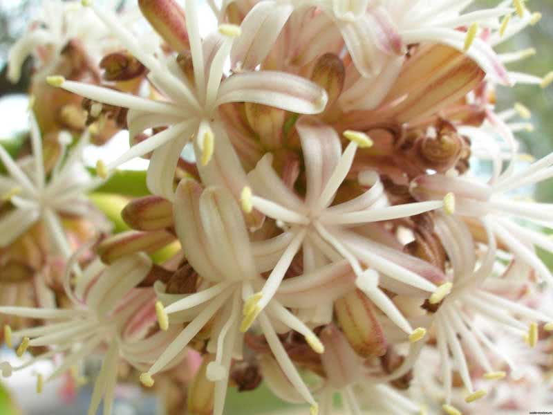 Dracaena fragrans / mirisna dracaena (deremenskaya ili deremskaya)