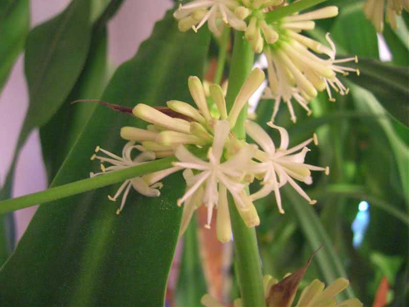 Dracaena fragrans / mirisna dracaena (deremenskaya ili deremskaya)