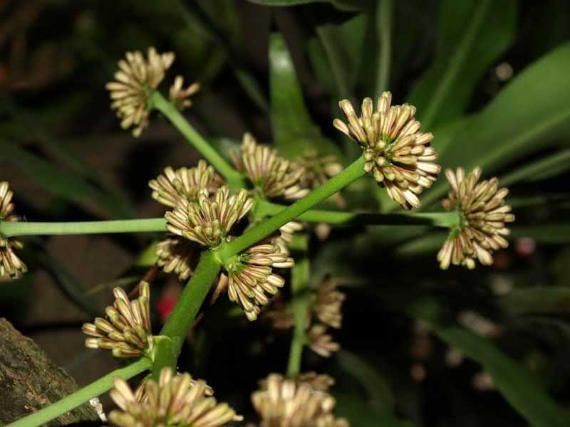 Dracaena goldieana / Dracaena Golden