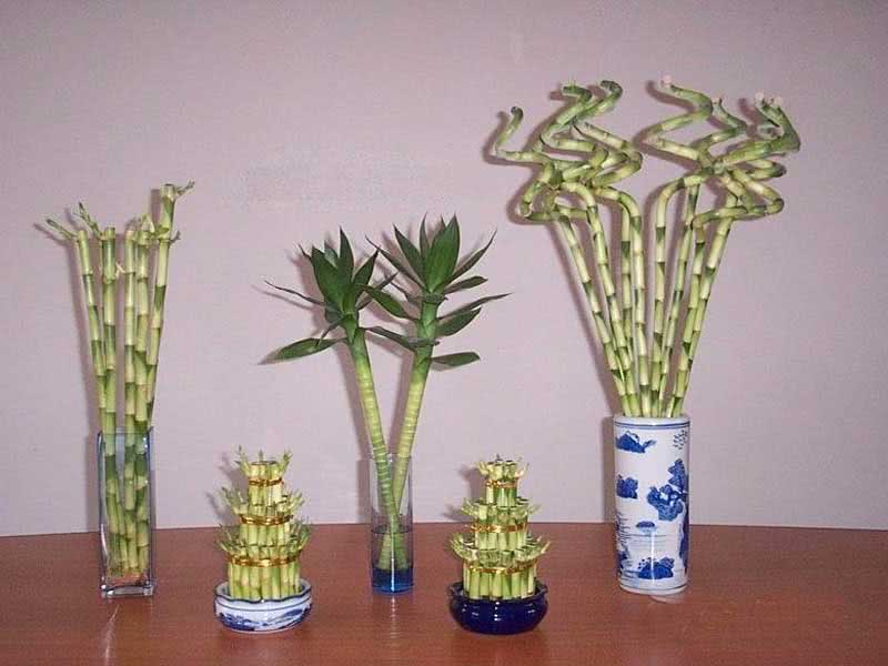 Dracaena sanderiana / Dracaena Sandera