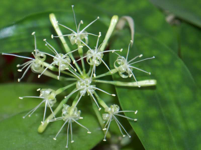 Dracaena surculosa / dracaena izbojci