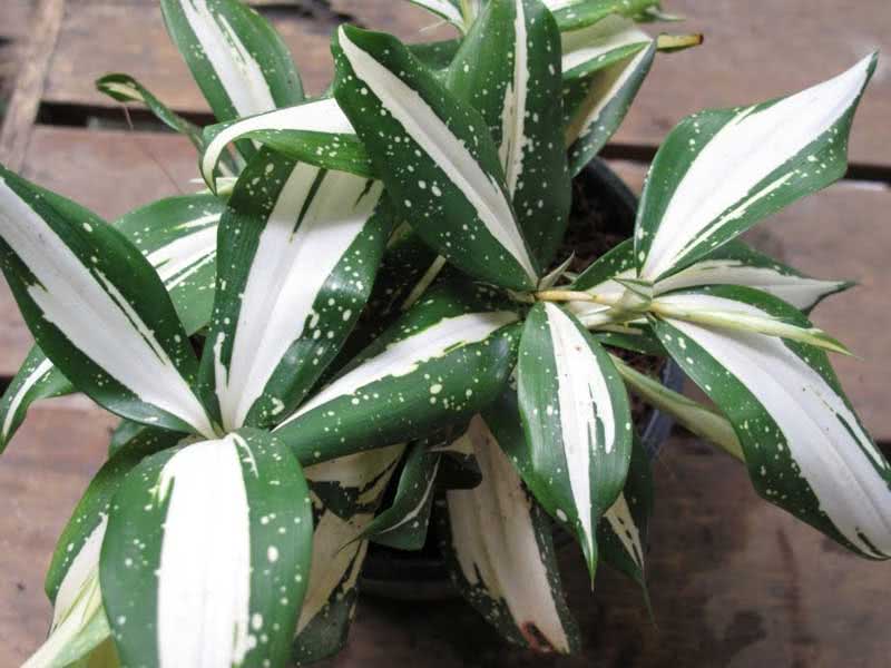 Dracaena surculosa / dracaena izbojci