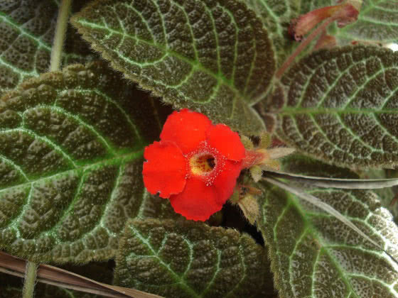 Episcia cupreata / episódios vermelho-cobre Episcia cupreata / vermelho cobre