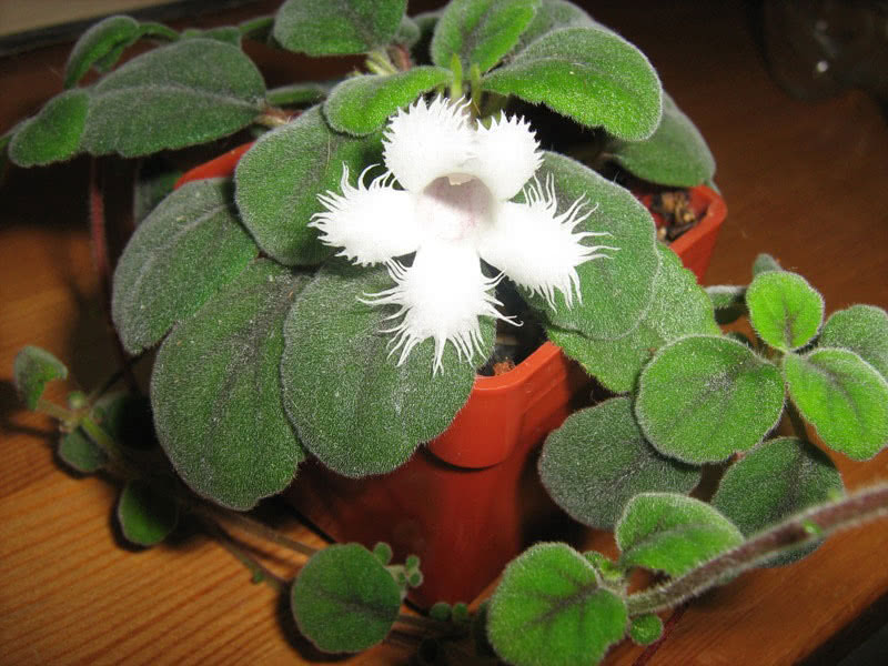 Episcia dianthiflora / Episcia clove Episcia dianthiflora / Episcia cravo