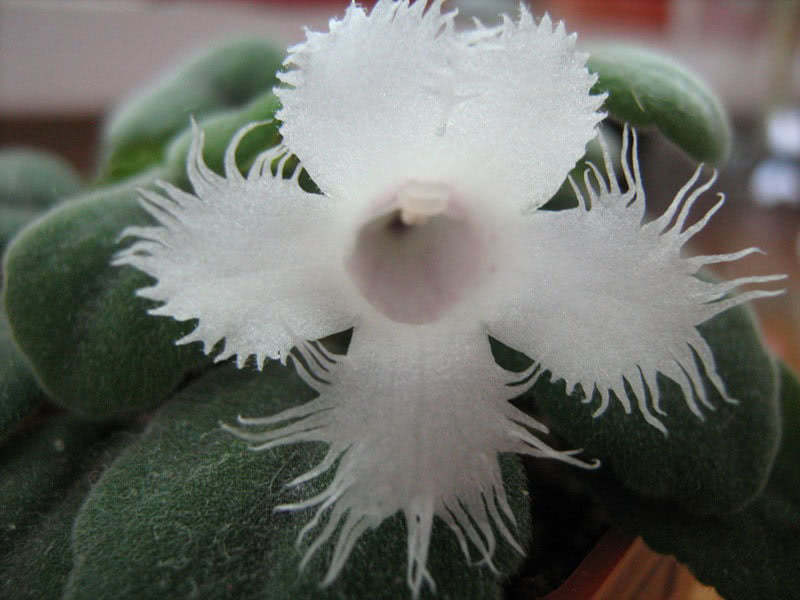Episcia dianthiflora / Episcia clove Episcia dianthiflora / Episcia cravo