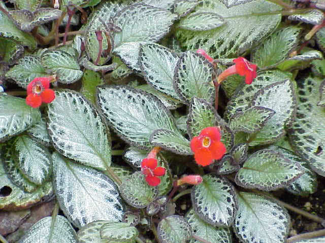 Episcia reptans / creeping Episcia reptans / creeping