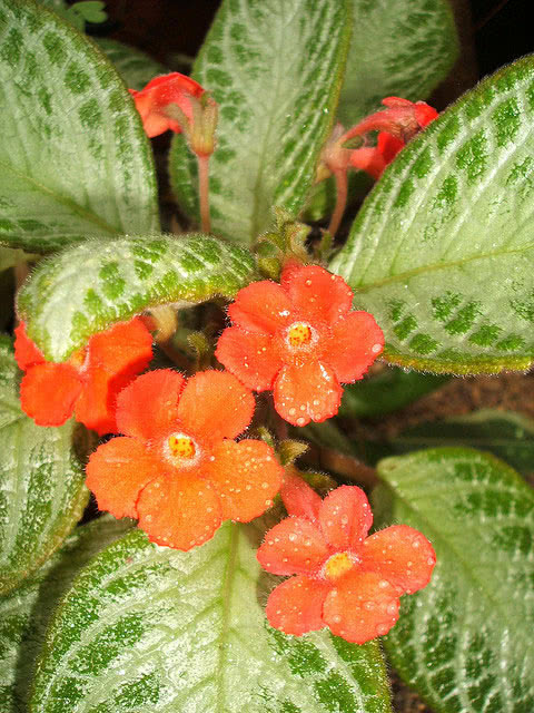Episcia reptans / creeping Episcia reptans / creeping