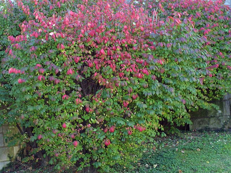 Euonymus alatus / árvore de fuso alado Euonymus alatus / euonymus alado