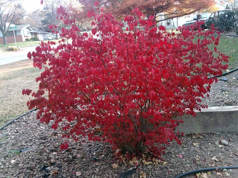 Euonymus alatus / árvore de fuso alado Euonymus alatus / euonymus alado