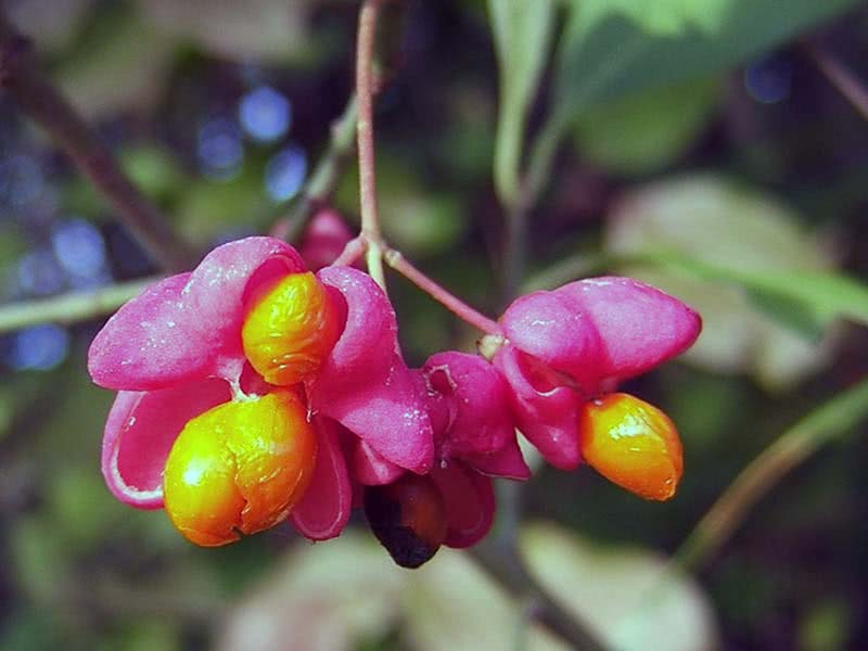 Euonymus europaeus / árvore do fuso europeu Euonymus europaeus / árvore do fuso europeu
