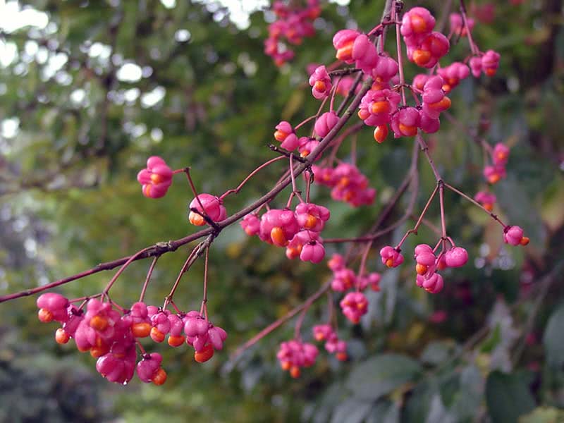 Euonymus europaeus / árvore do fuso europeu Euonymus europaeus / árvore do fuso europeu