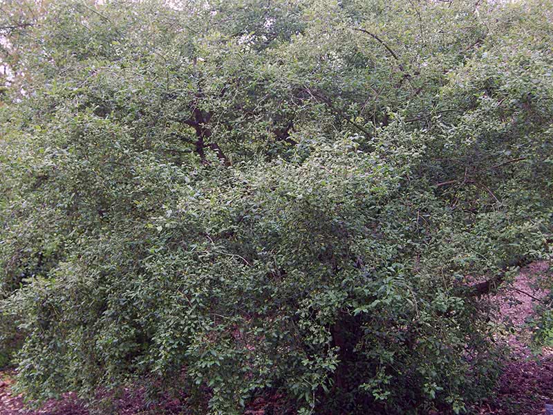 Euonymus europaeus / árvore do fuso europeu Euonymus europaeus / árvore do fuso europeu