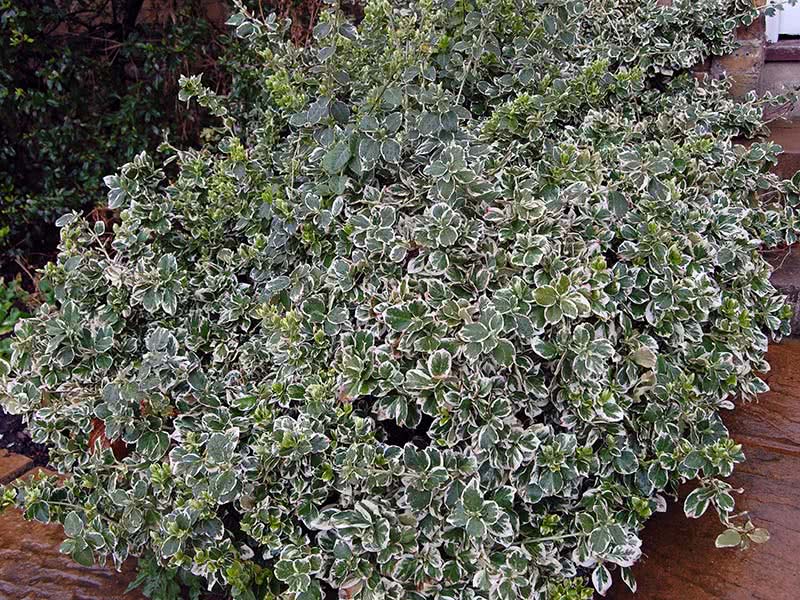 Euonymus fortunei / árvore de fuso Fortune Euonymus fortunei / Fortune euonymus