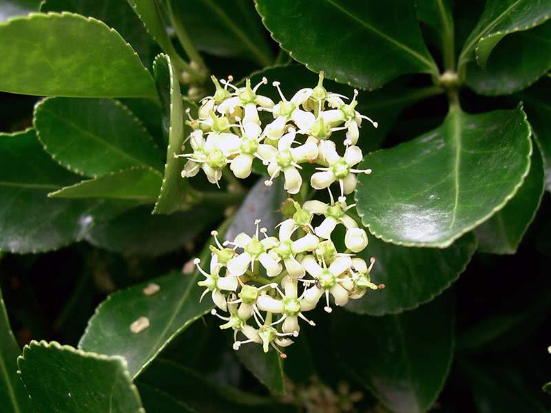 Euonymus japonicus / árvore de fuso japonês Euonymus japonicus / Euonymus japonês