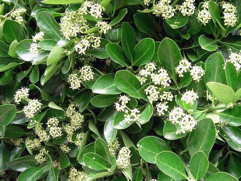 Euonymus japonicus / árvore de fuso japonês Euonymus japonicus / Euonymus japonês