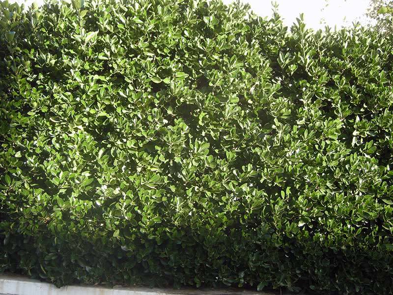 Euonymus japonicus / árvore de fuso japonês Euonymus japonicus / Euonymus japonês