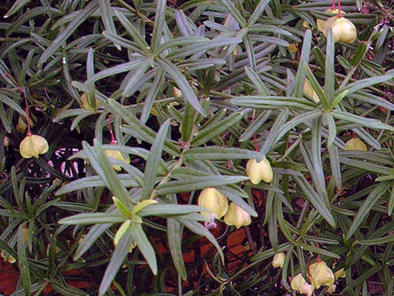 Euonymus nanus / árvore de fuso anão Euonymus nanus / anão euonymus