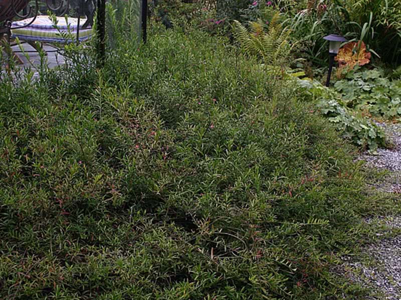 Euonymus nanus / árvore de fuso anão Euonymus nanus / anão euonymus