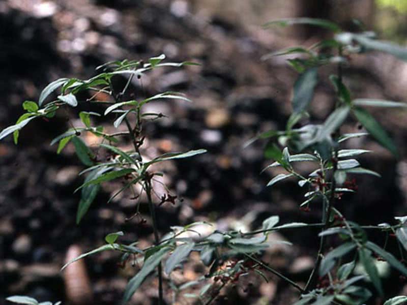 Euonymus semenovii / Semenov euonymus Euonymus semenovii / euonymus de Semenov