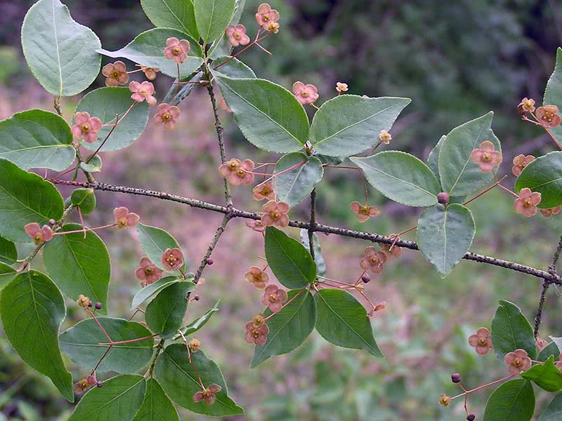Euonymus verrucosus / warty euonymus