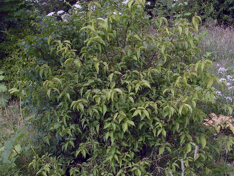 Euonymus verrucosus / árvore verrucosa do fuso Euonymus verrucosus / warty euonymus
