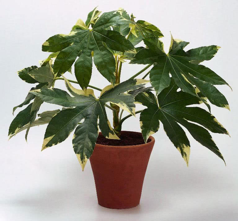 Fatsia japonica (Aralia japonica) / Fatsia japonesa (Aralia japonesa) Fatsia japonica (Aralia japonica) / Fatsia japonesa (Aralia japonesa)