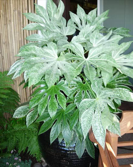 Fatsia japonica (Aralia japonica) / Fatsia japonesa (Aralia japonesa) Fatsia japonica (Aralia japonica) / Fatsia japonesa (Aralia japonesa)