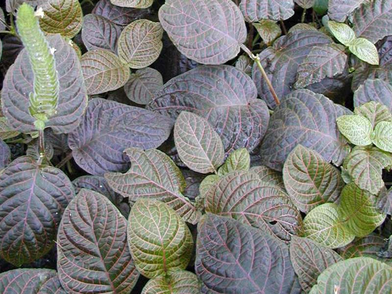 Fittonia gigantea / פיטוניה גדולה Fittonia gigantea / פיטוניה גדולה