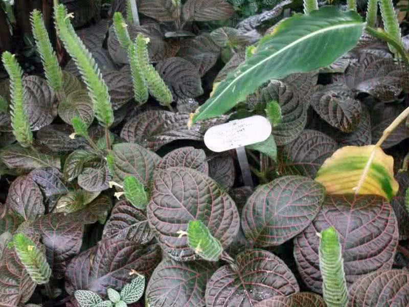 Fittonia gigantea / פיטוניה גדולה Fittonia gigantea / פיטוניה גדולה