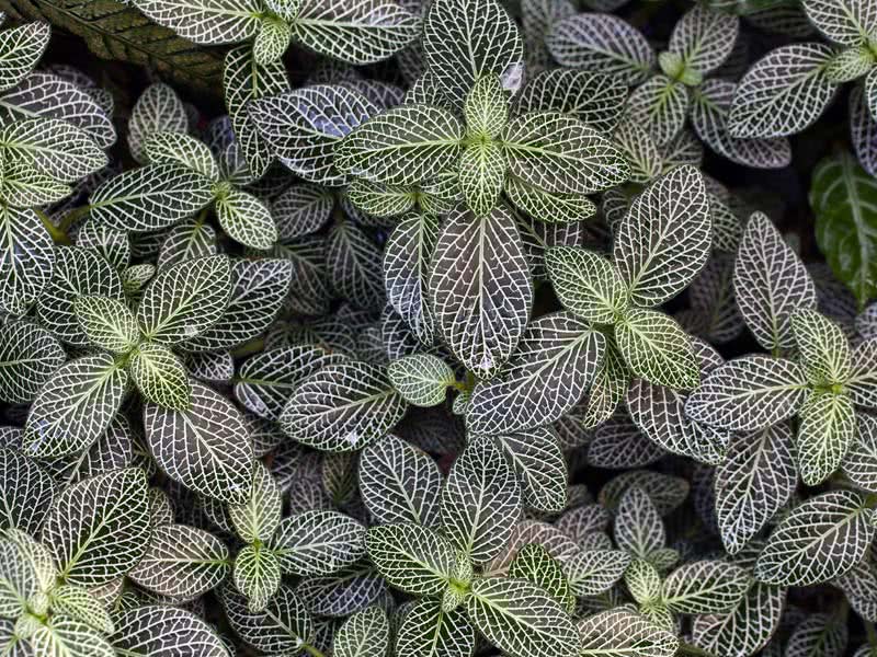 Fittonia verschaffeltii / Fittonia Verschaffelt Fittonia verschaffeltii / Fittonia Verschaffelt