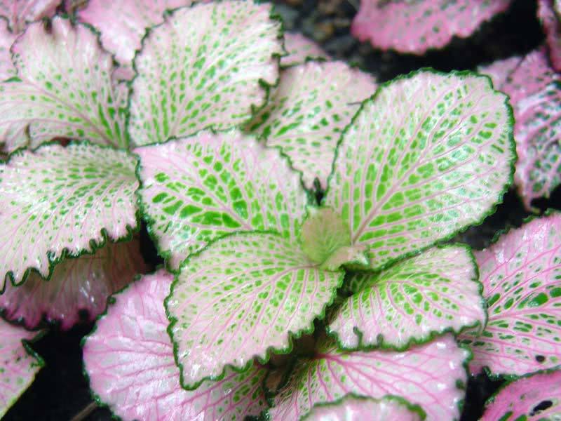 Fittonia verschaffeltii / Fittonia Verschaffelt Fittonia verschaffeltii / Fittonia Verschaffelt