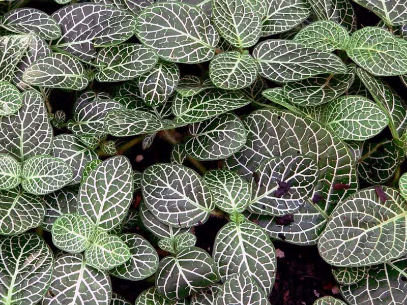Fittonia verschaffeltii / Fittonia Verschaffelt Fittonia verschaffeltii / Fittonia Verschaffelt