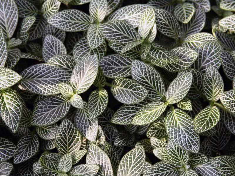 Fittonia verschaffeltii / Fittonia Verschaffelt Fittonia verschaffeltii / Fittonia Verschaffelt